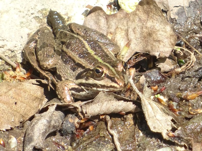 da determinare..... Pelophylax sp. (MN)